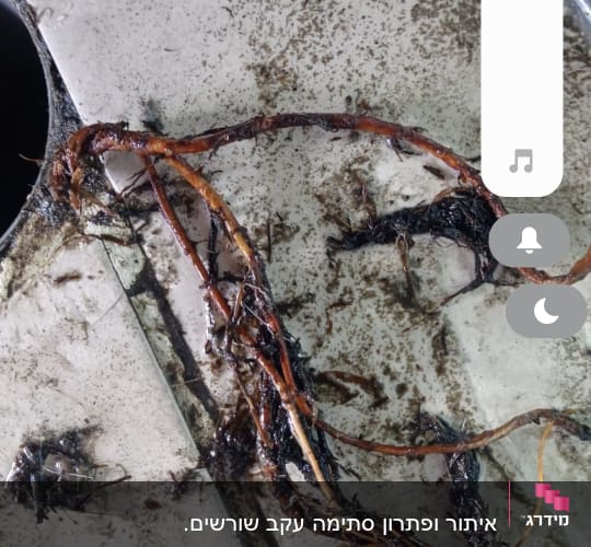שורשים סתומים בצינור ביוב